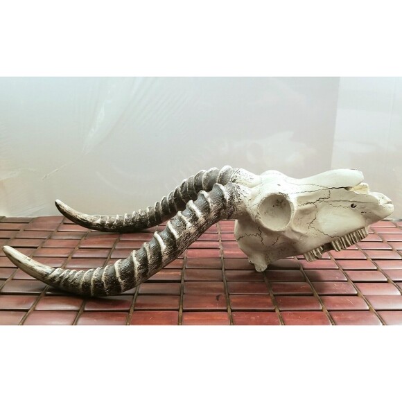 Life-size Resin Horned Antelope Skull Sculpture 17.5"x9"x5.25" - Picture 1 of 7